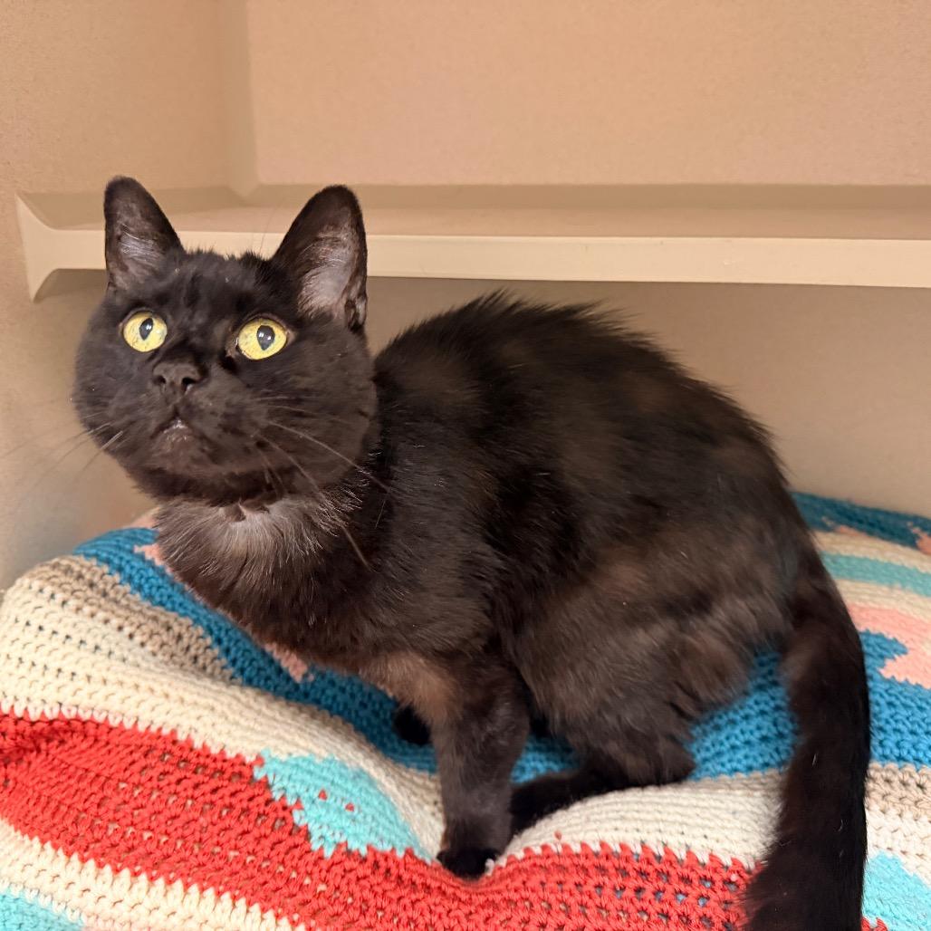 Luna (Sr.), a Adoptable Domestic Short Hair in Pagosa Springs, CO image 3/3