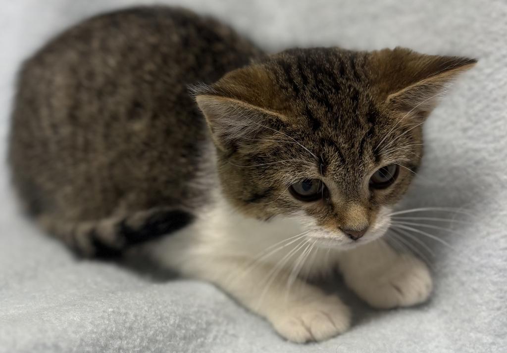 Enlarge Cookie Dough, an adoptable Domestic Short Hair in Jackson, MI image 1/4