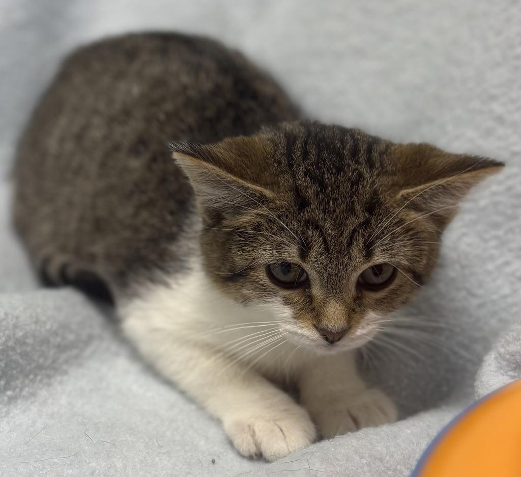 Enlarge Cookie Dough, an adoptable Domestic Short Hair in Jackson, MI image 4/4