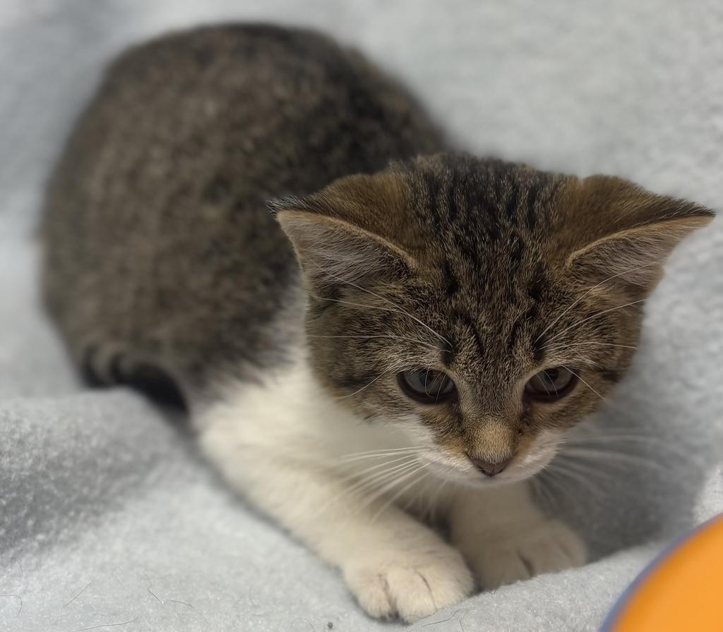 Enlarge Cookie Dough, an adoptable Domestic Short Hair in Jackson, MI image 3/4