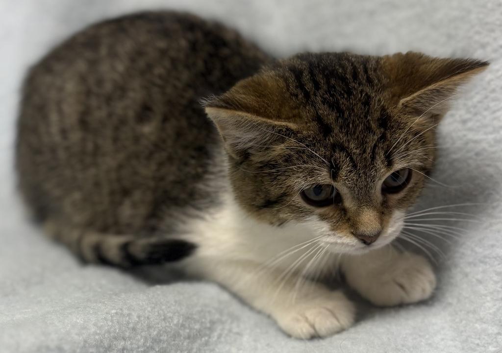 Enlarge Cookie Dough, an adoptable Domestic Short Hair in Jackson, MI image 2/4