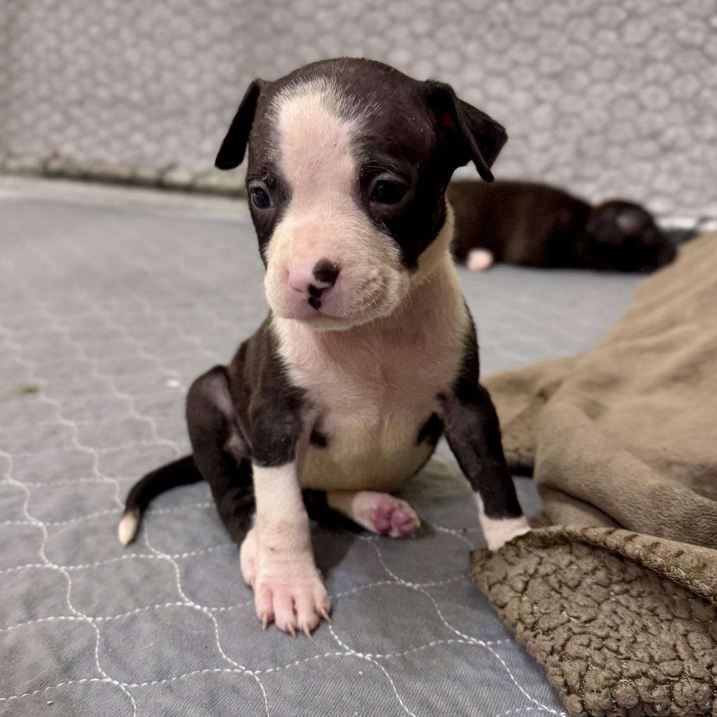 Velvet, Adoptable, Puppy Female Pit Bull Terrier & Mixed Breed.