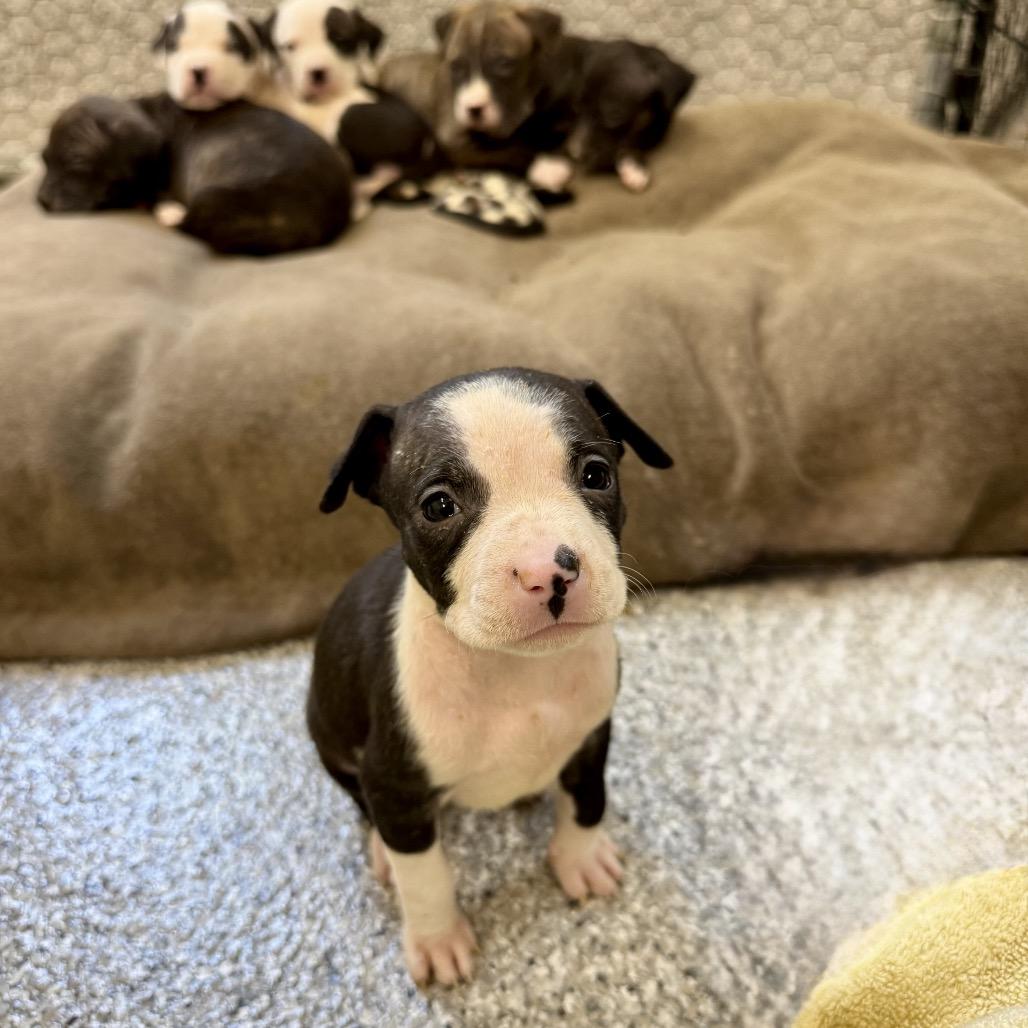 Velvet, a Adoptable mixed breed in Durham, NC image 5/6