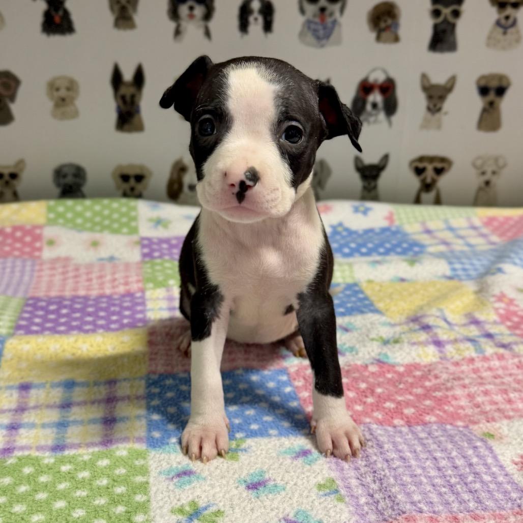 Velvet, a Adoptable mixed breed in Durham, NC image 6/6