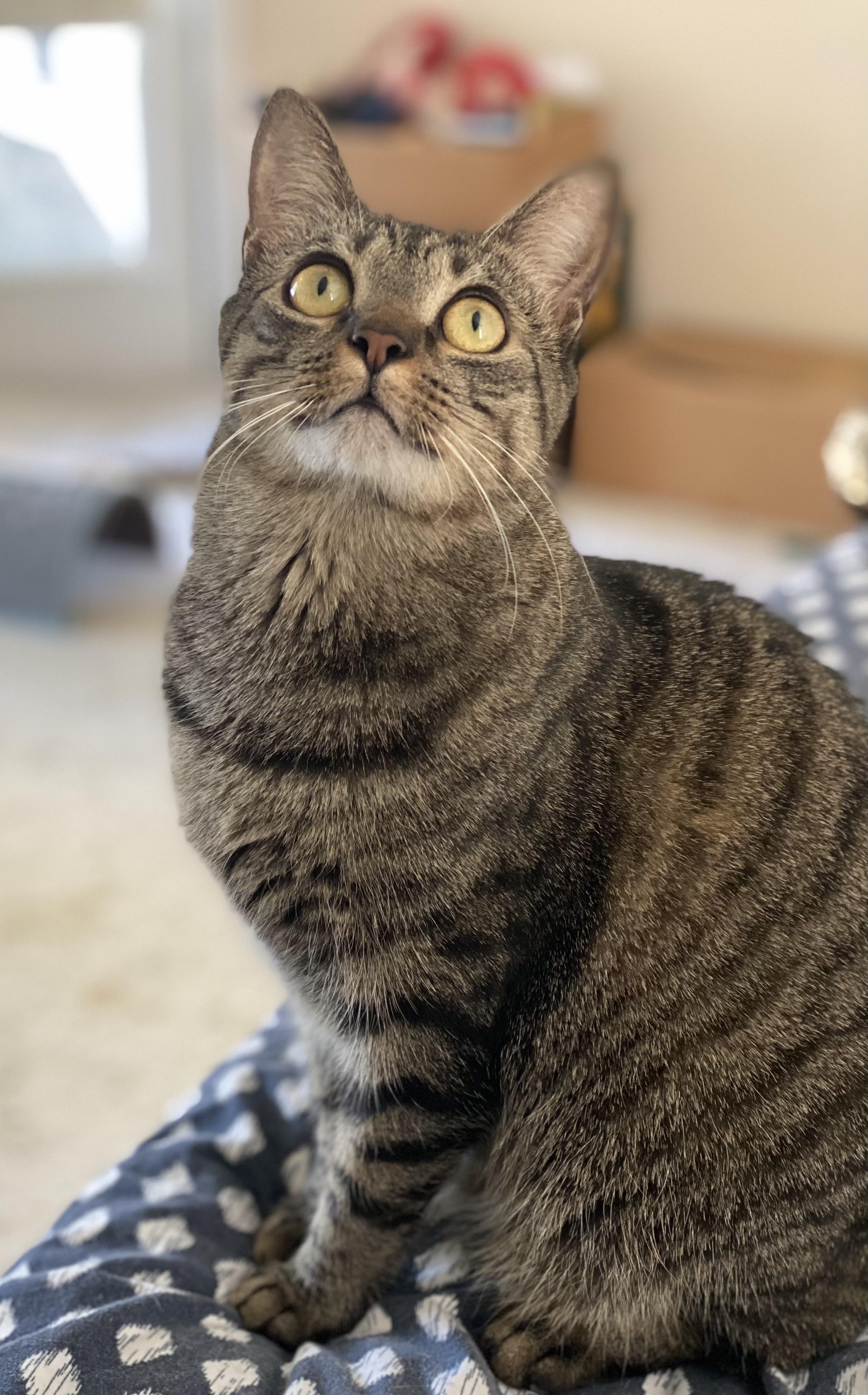 Jovee, a Adoptable Domestic Short Hair in Montgomery, AL image 1/4