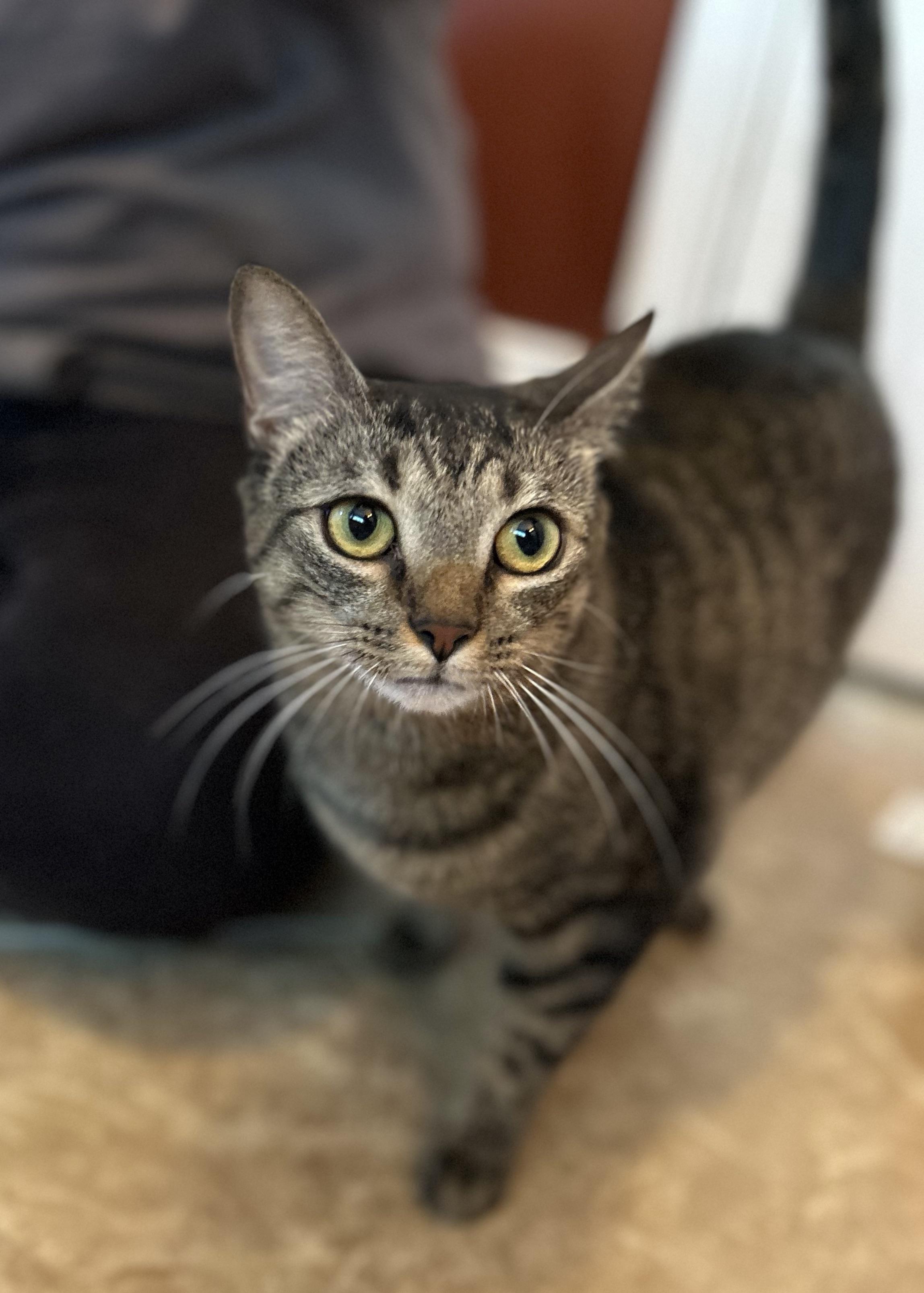 Jovee, a Adoptable Domestic Short Hair in Montgomery, AL image 2/4