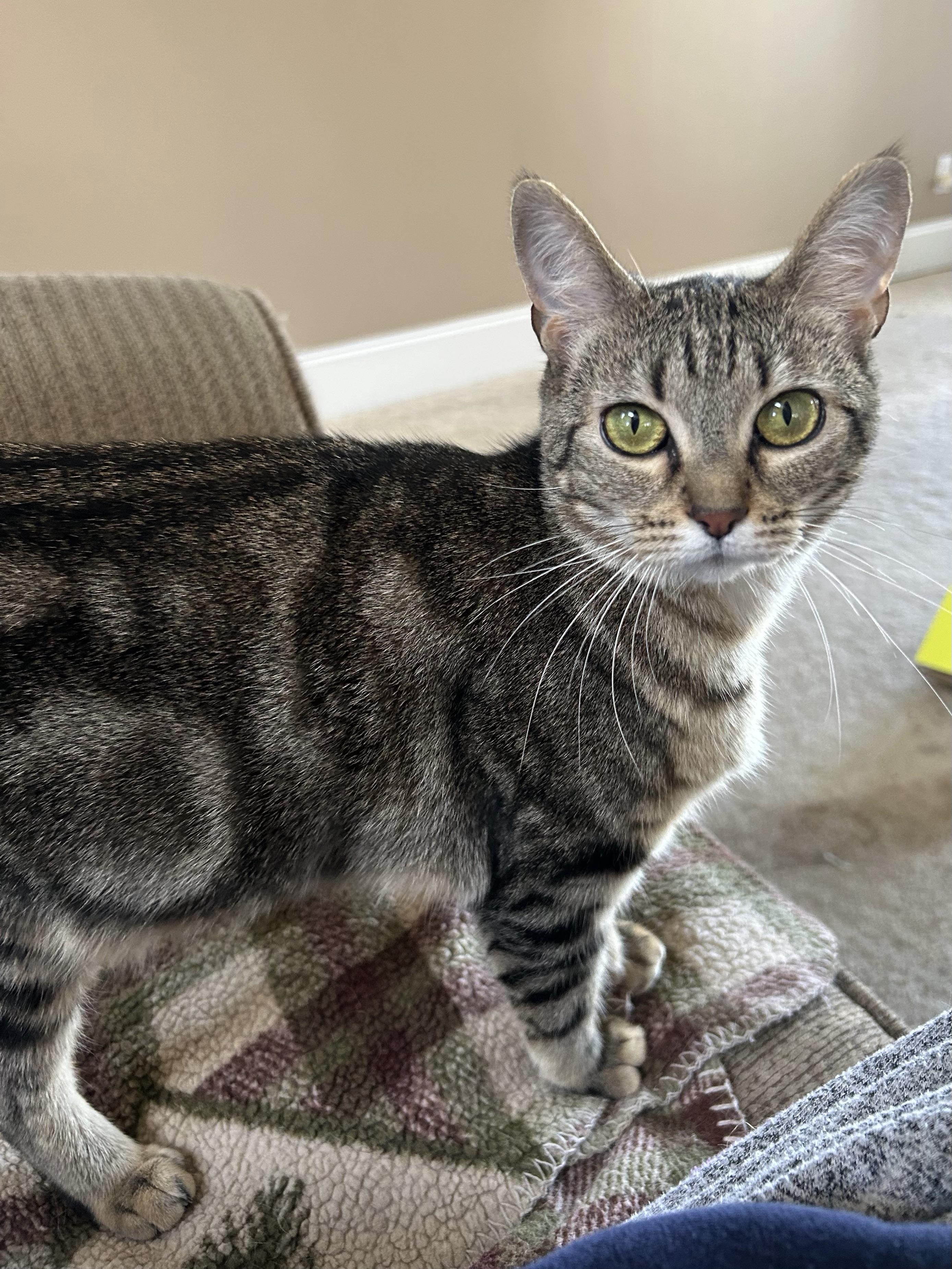 Jovee, a Adoptable Domestic Short Hair in Montgomery, AL image 3/4