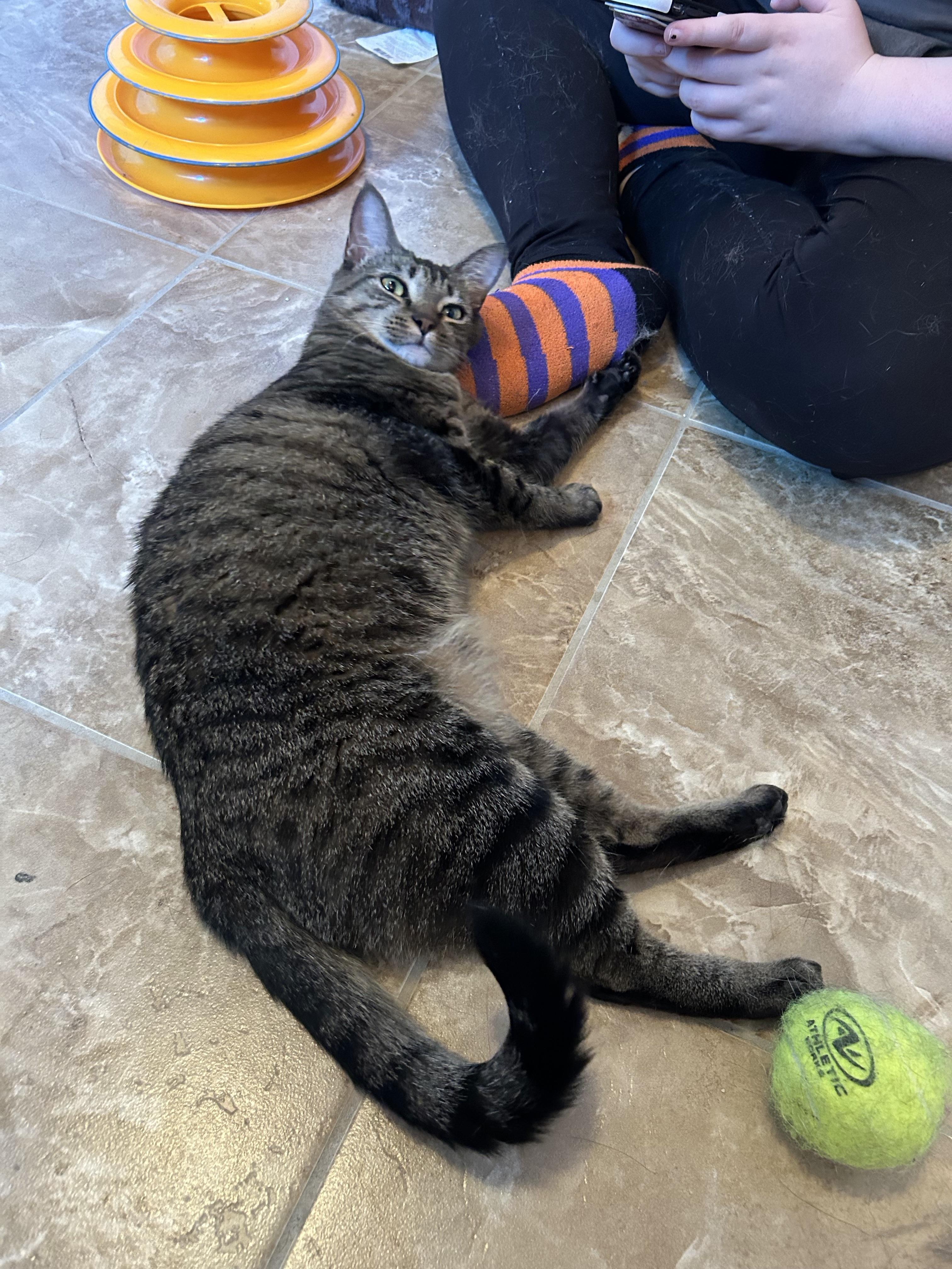 Jovee, a Adoptable Domestic Short Hair in Montgomery, AL image 4/4