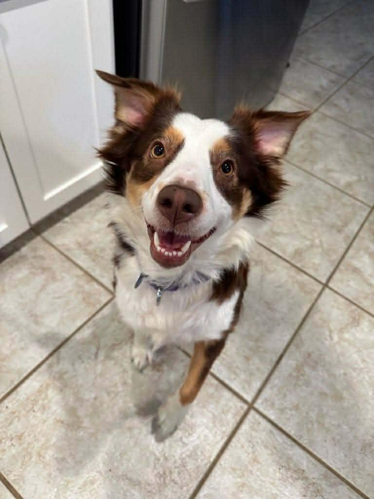 Enlarge Tulsa, a ADOPTABLE Australian Shepherd in Oklahoma City, OK image 1/2