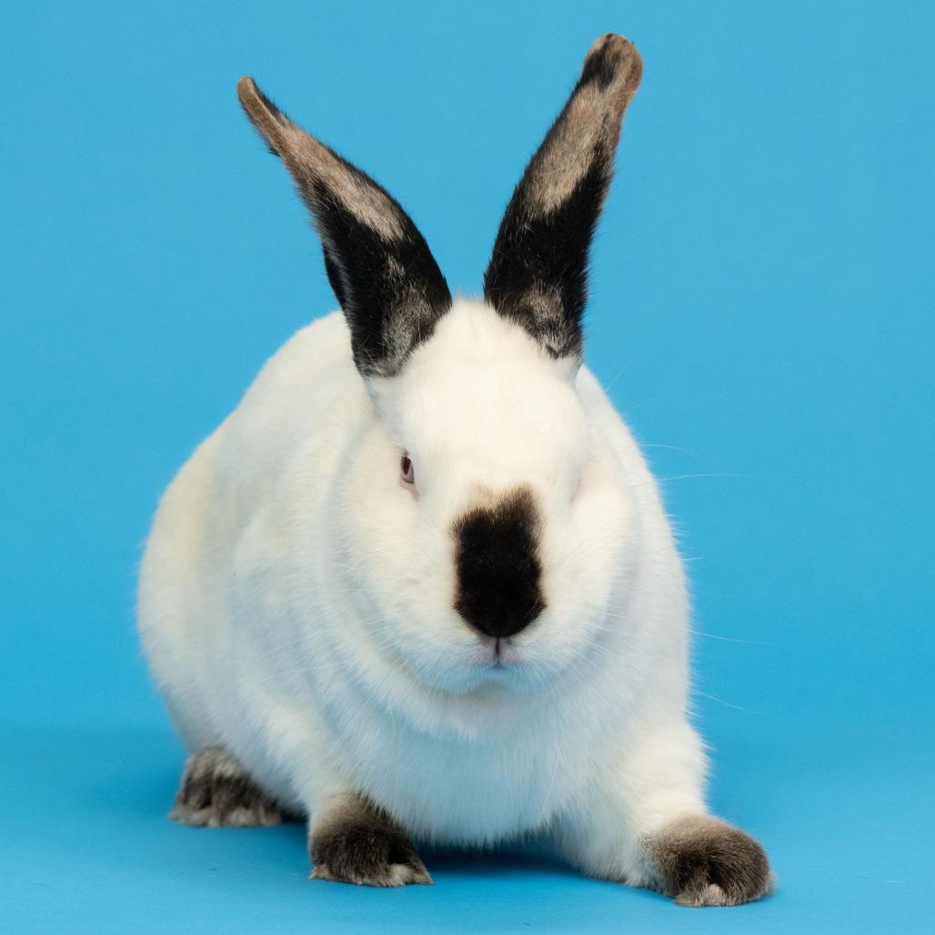 Patrick Star, Adoptable, Adult Male Californian.