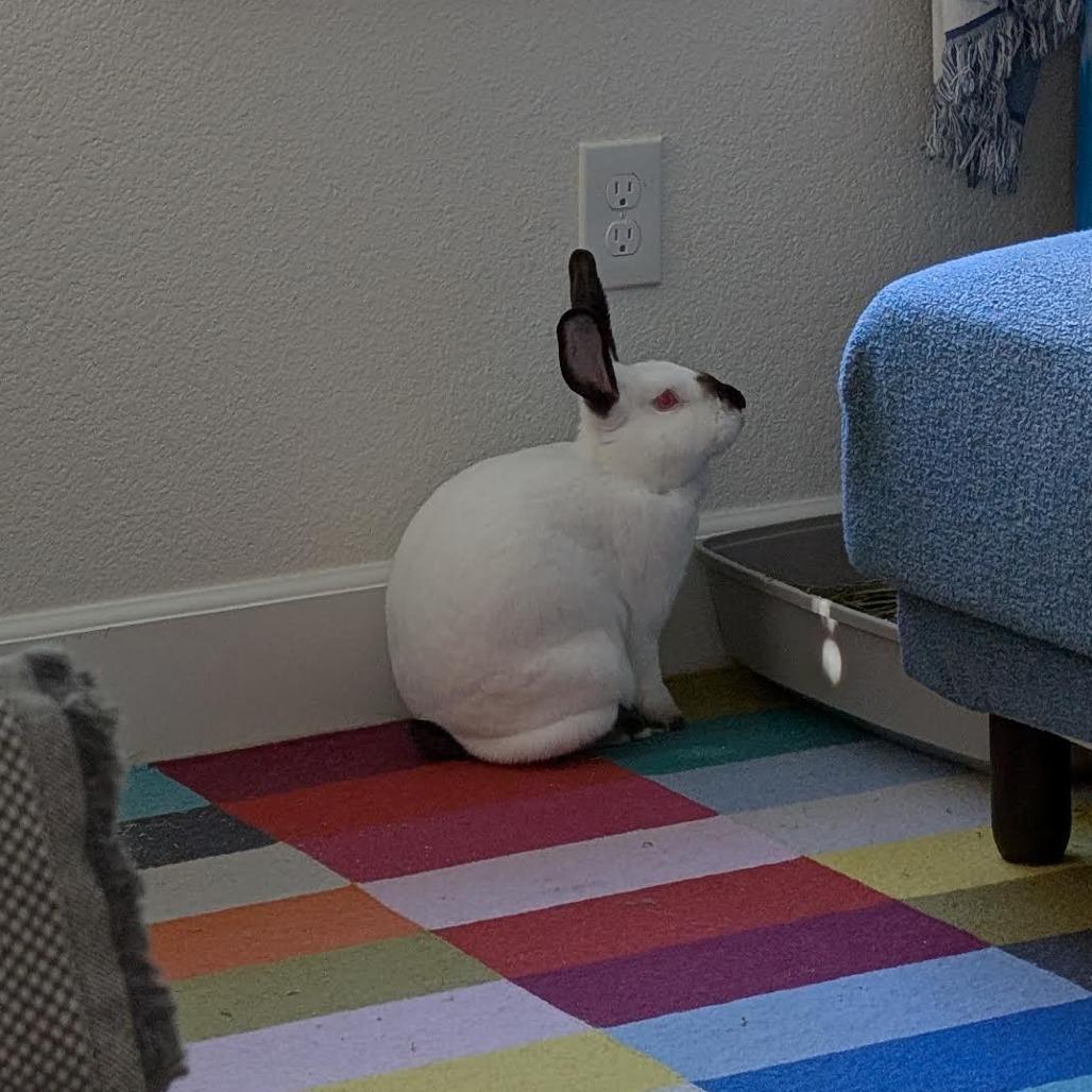 Enlarge Patrick Star, a Adoptable Californian in Richmond, CA image 4/6