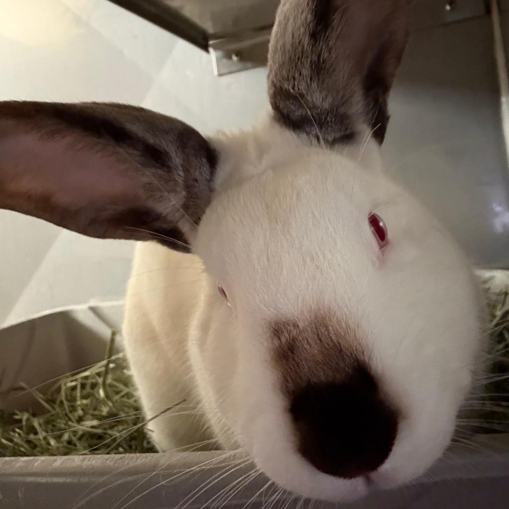 Enlarge Patrick Star, a Adoptable Californian in Richmond, CA image 4/6
