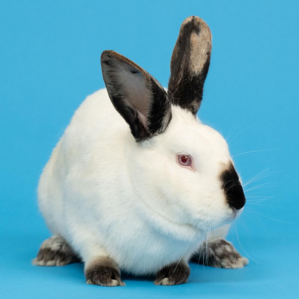 Enlarge Patrick Star, a Adoptable Californian in Richmond, CA image 5/6