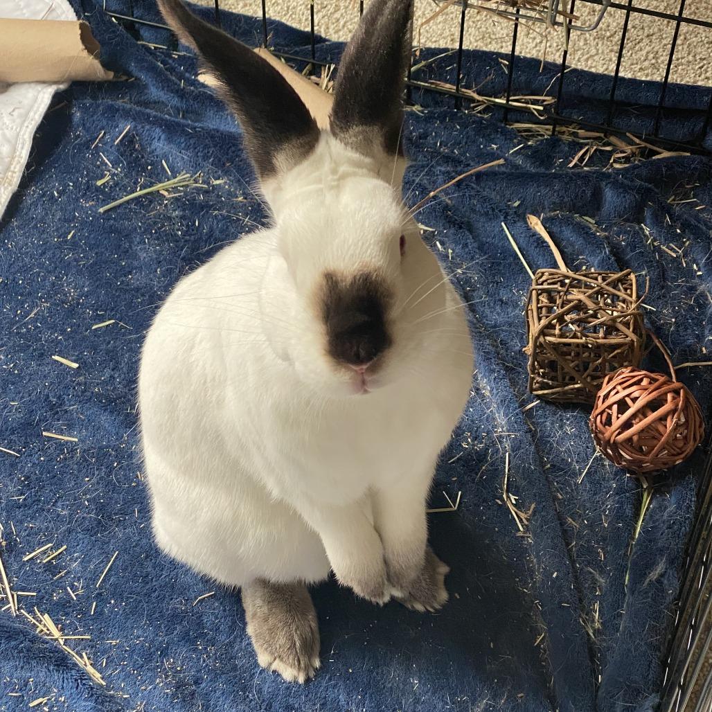 Enlarge Patrick Star, a Adoptable Californian in Richmond, CA image 6/6