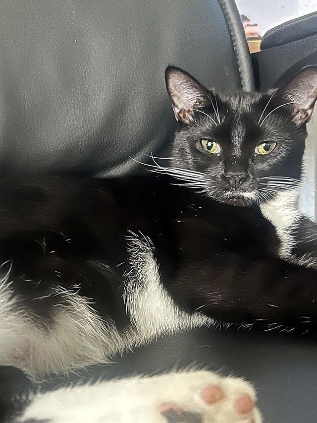 Enlarge Sybil, a Adoptable Domestic Short Hair in Tampa, FL image 1/3