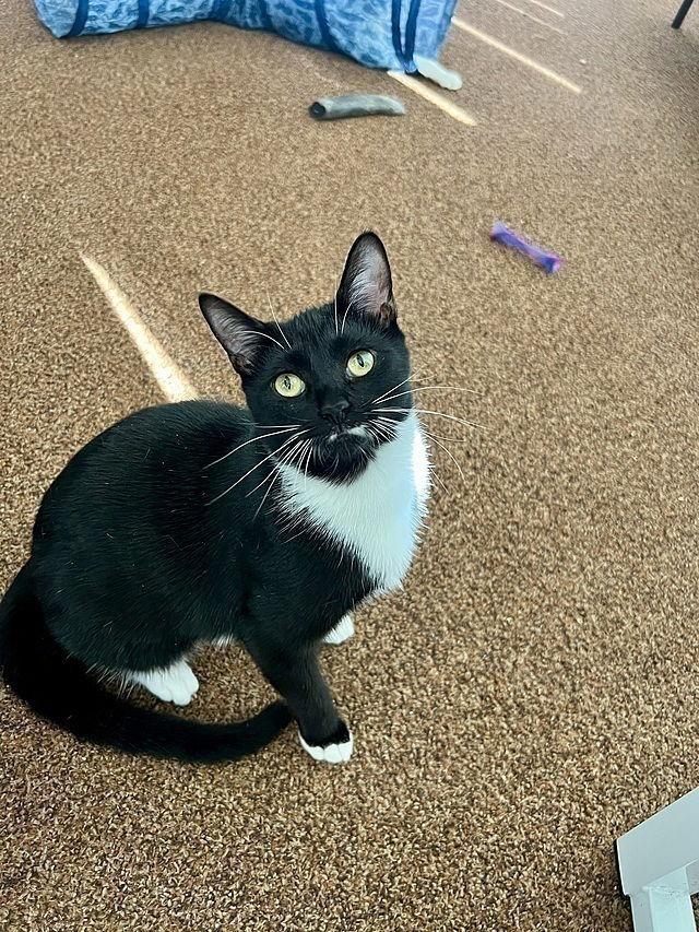 Enlarge Sybil, a Adoptable Domestic Short Hair in Tampa, FL image 3/3