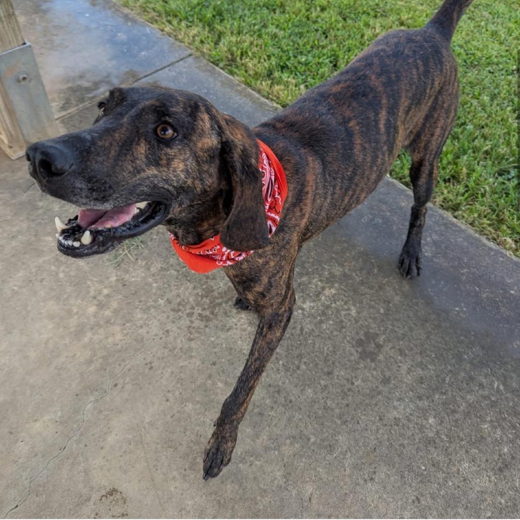 Enlarge Tucker (In Foster), a Adoptable Mixed Breed in Alabaster, AL image 1/6