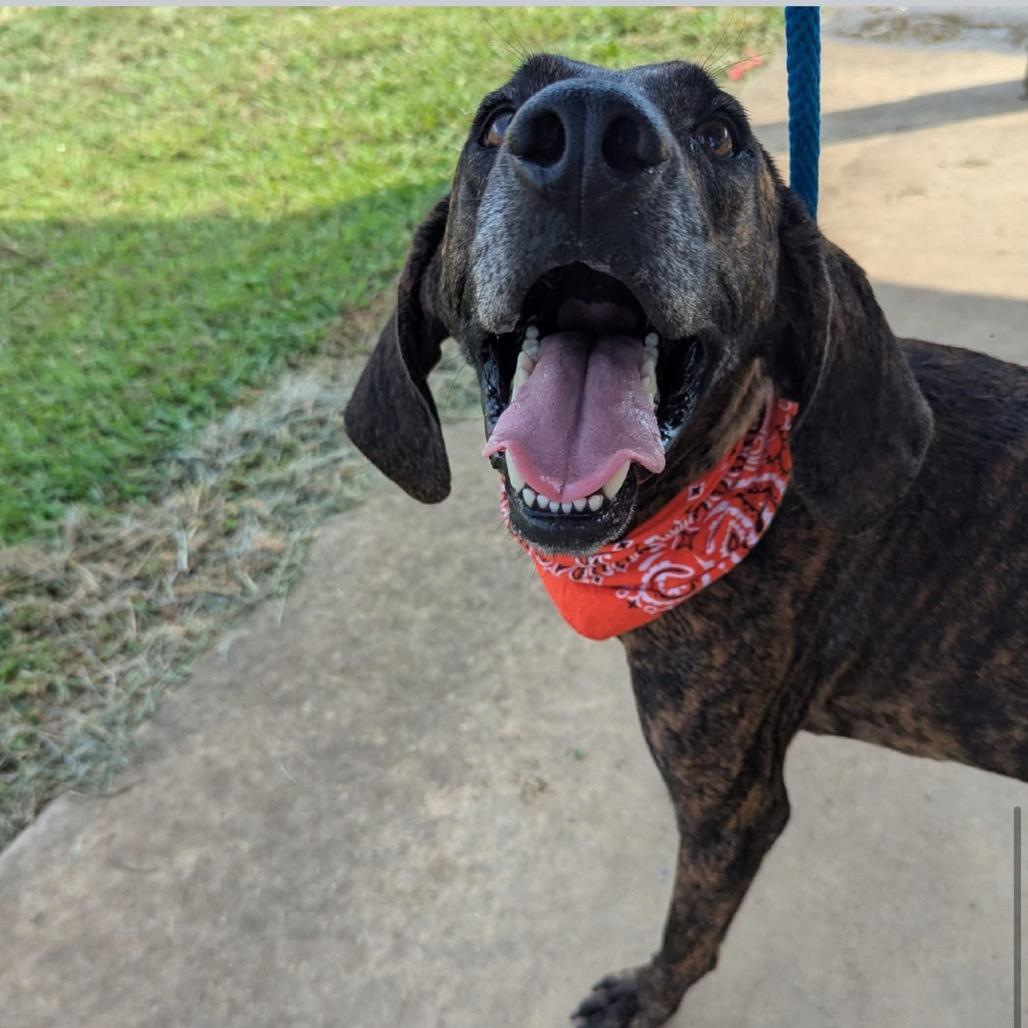 Enlarge Tucker (In Foster), a Adoptable Mixed Breed in Alabaster, AL image 3/6