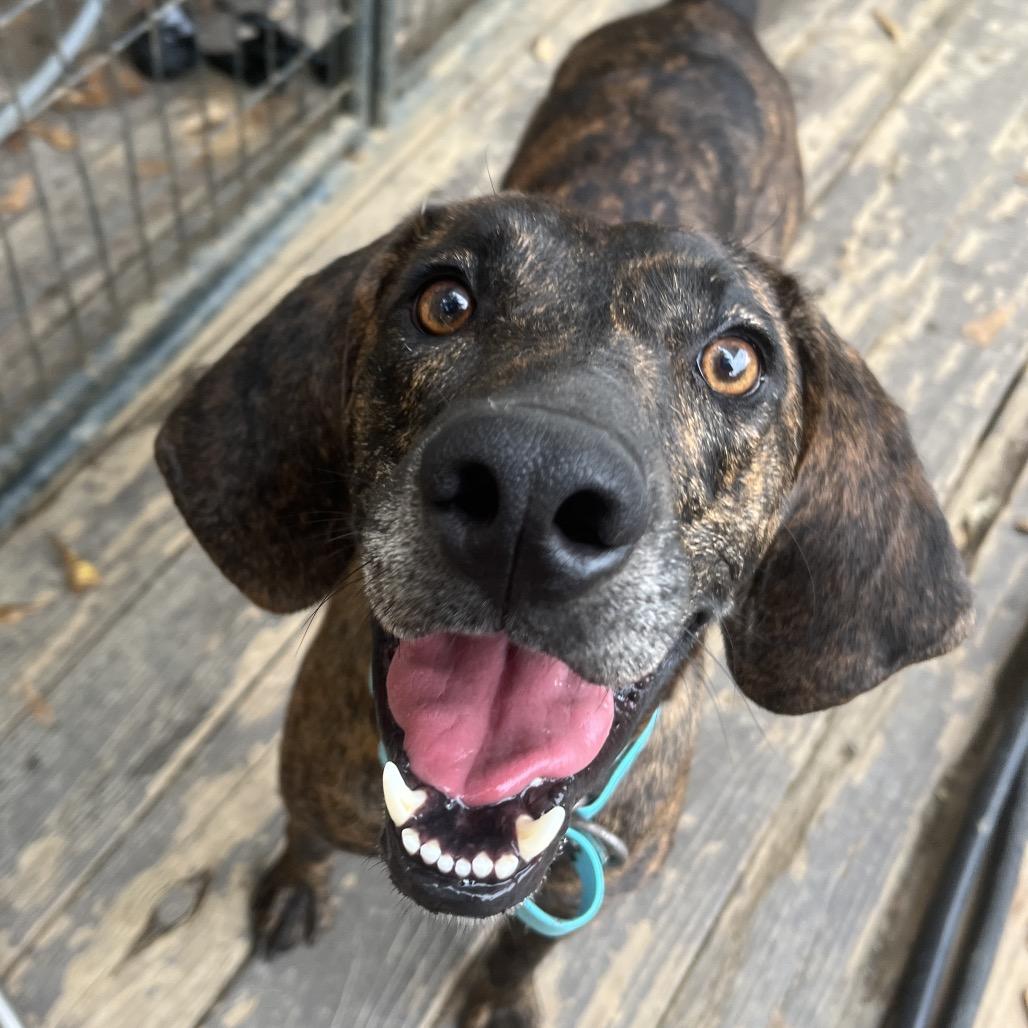 Enlarge Tucker (Adoption Fee Sponsored! - In Foster, a Adoptable Mixed Breed in Alabaster, AL image 4/6