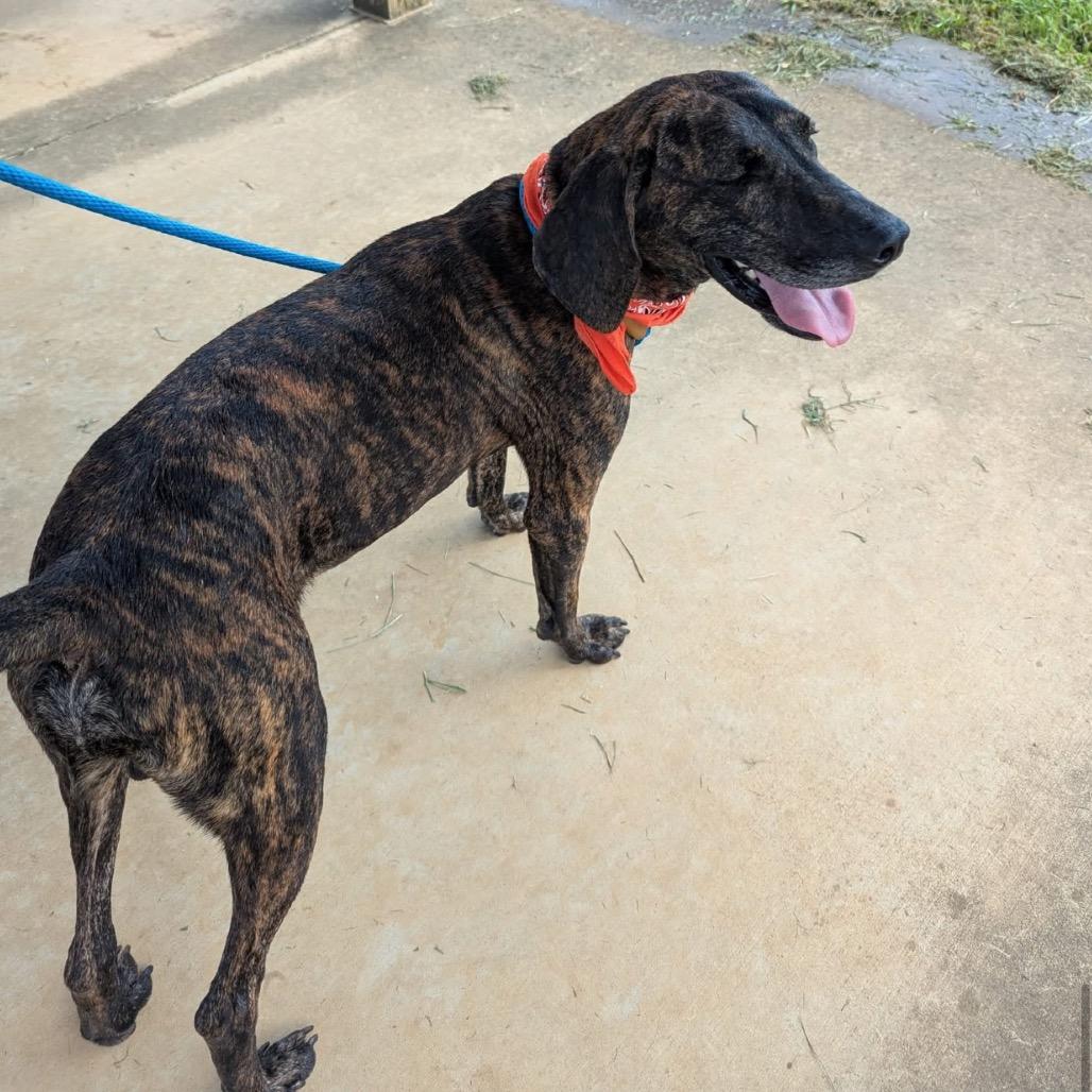 Enlarge Tucker (In Foster), a Adoptable Mixed Breed in Alabaster, AL image 5/6