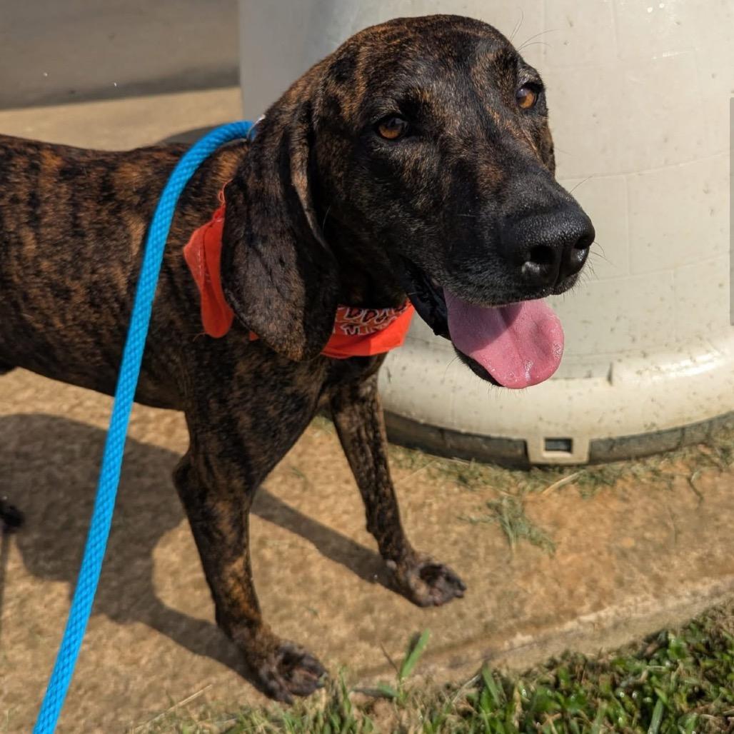 Enlarge Tucker (In Foster), a Adoptable Mixed Breed in Alabaster, AL image 6/6