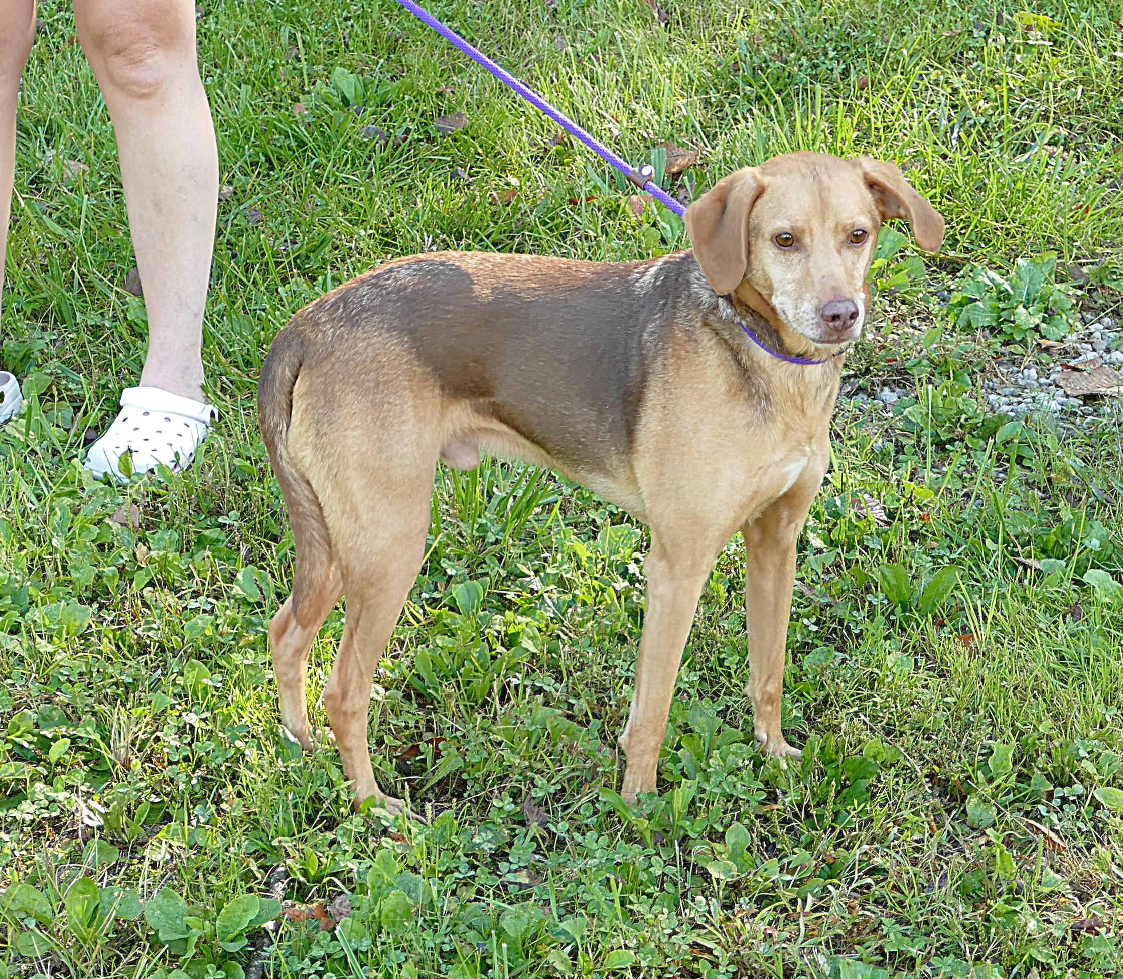 Enlarge FRANK, a Adoptable Beagle in Beechbottom, WV image 2/4