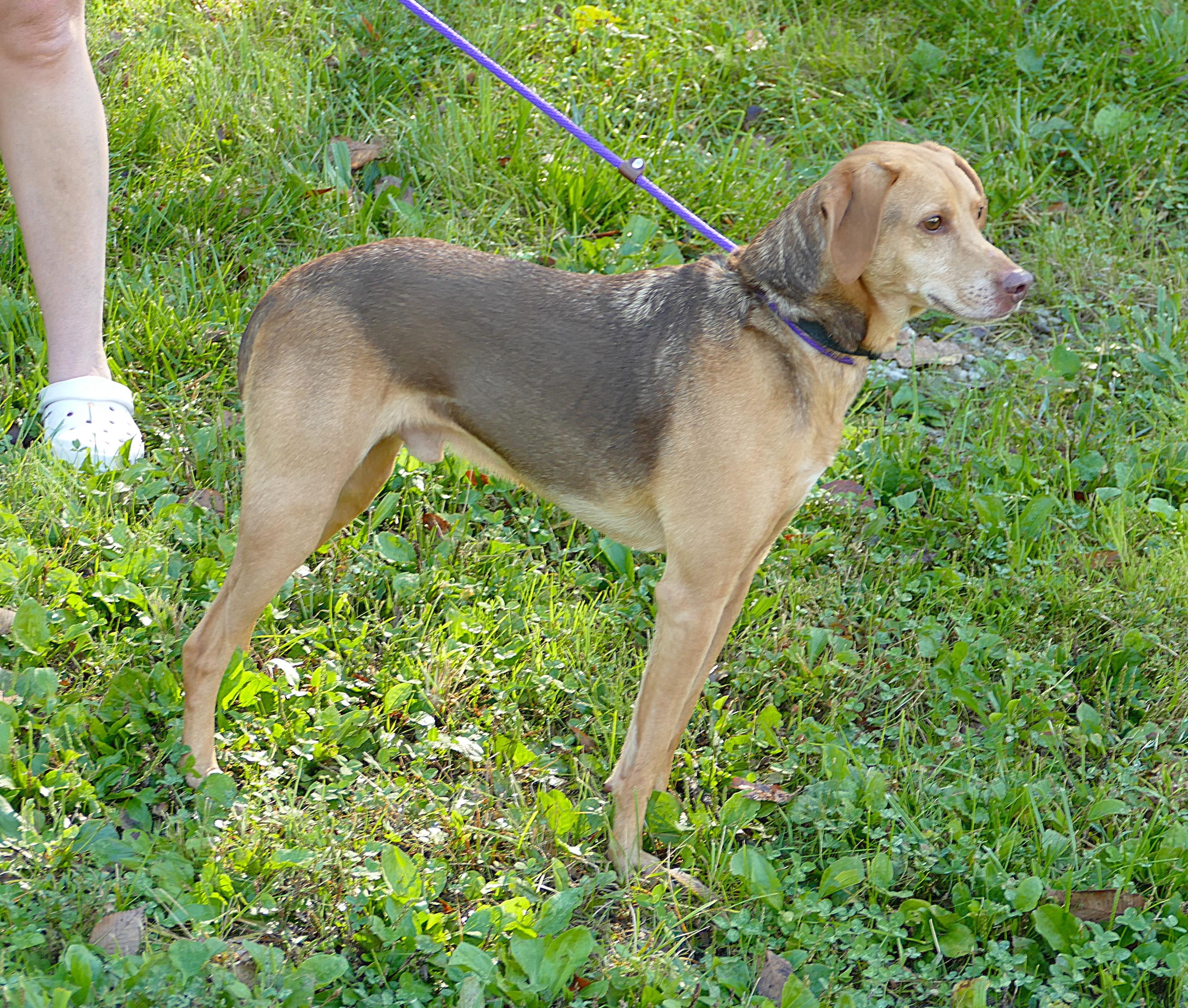 Enlarge FRANK, a Adoptable Beagle in Beechbottom, WV image 4/4