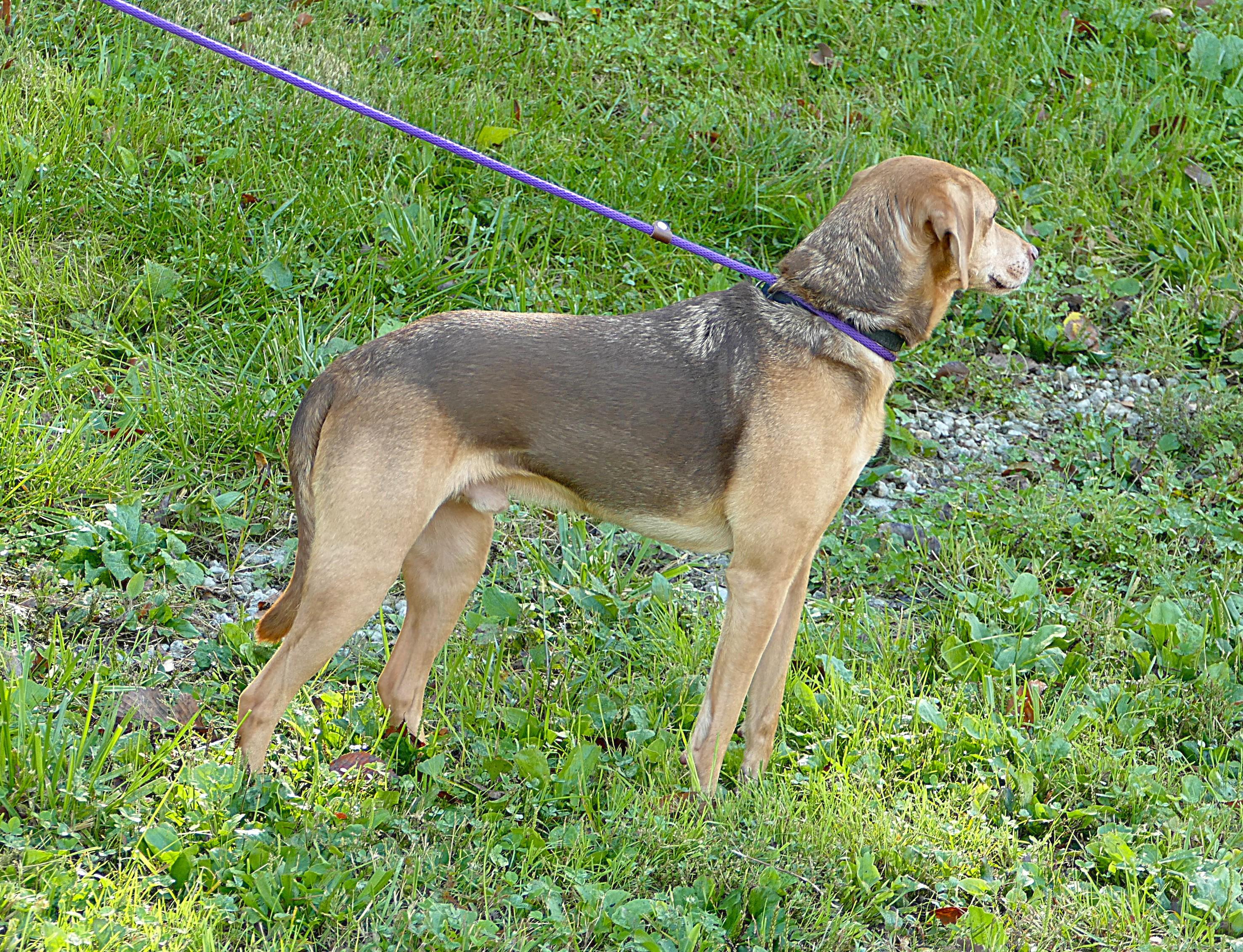 Enlarge FRANK, a Adoptable Beagle in Beechbottom, WV image 3/4