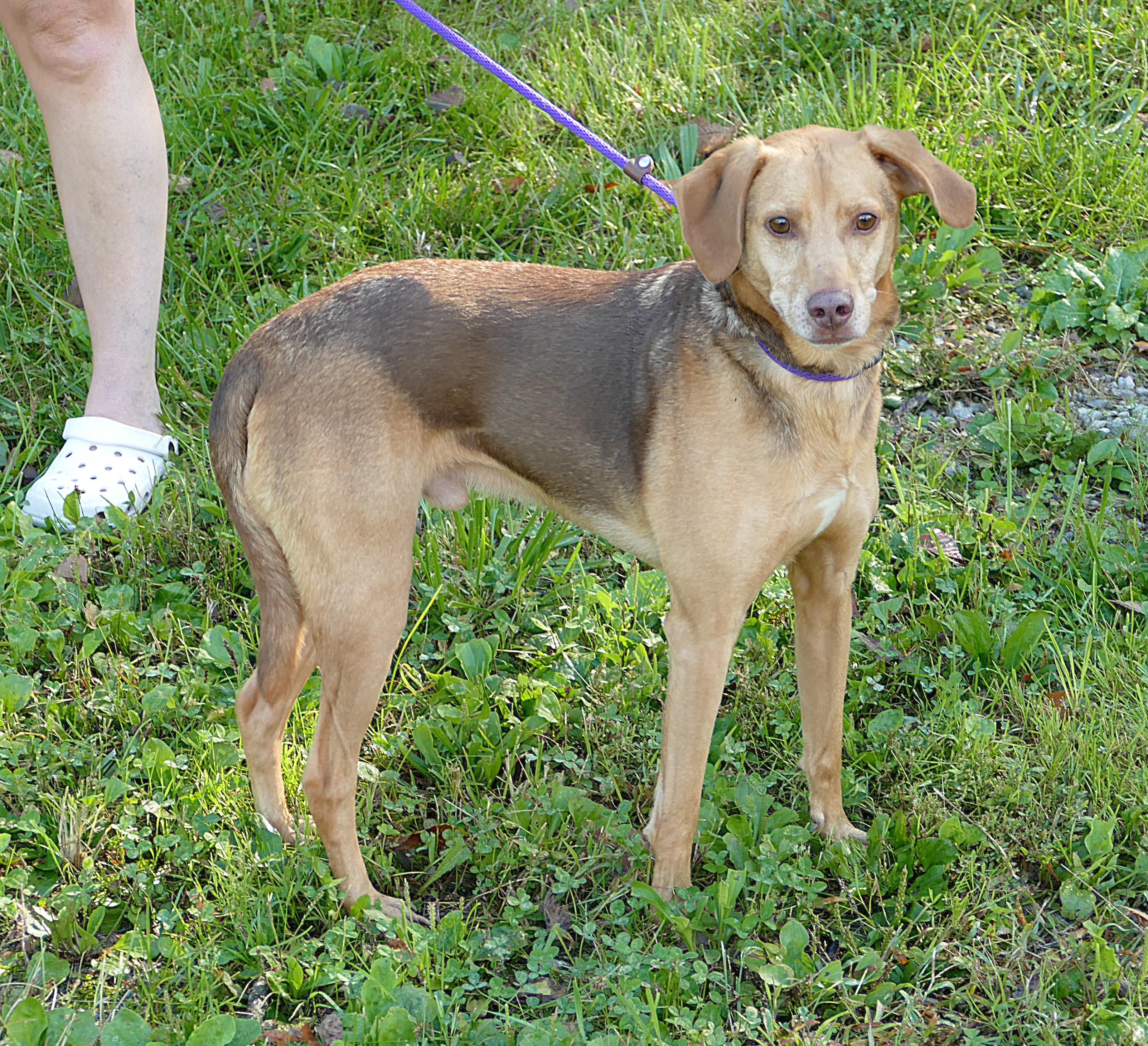 FRANK, Adoptable, Adult Male Beagle.