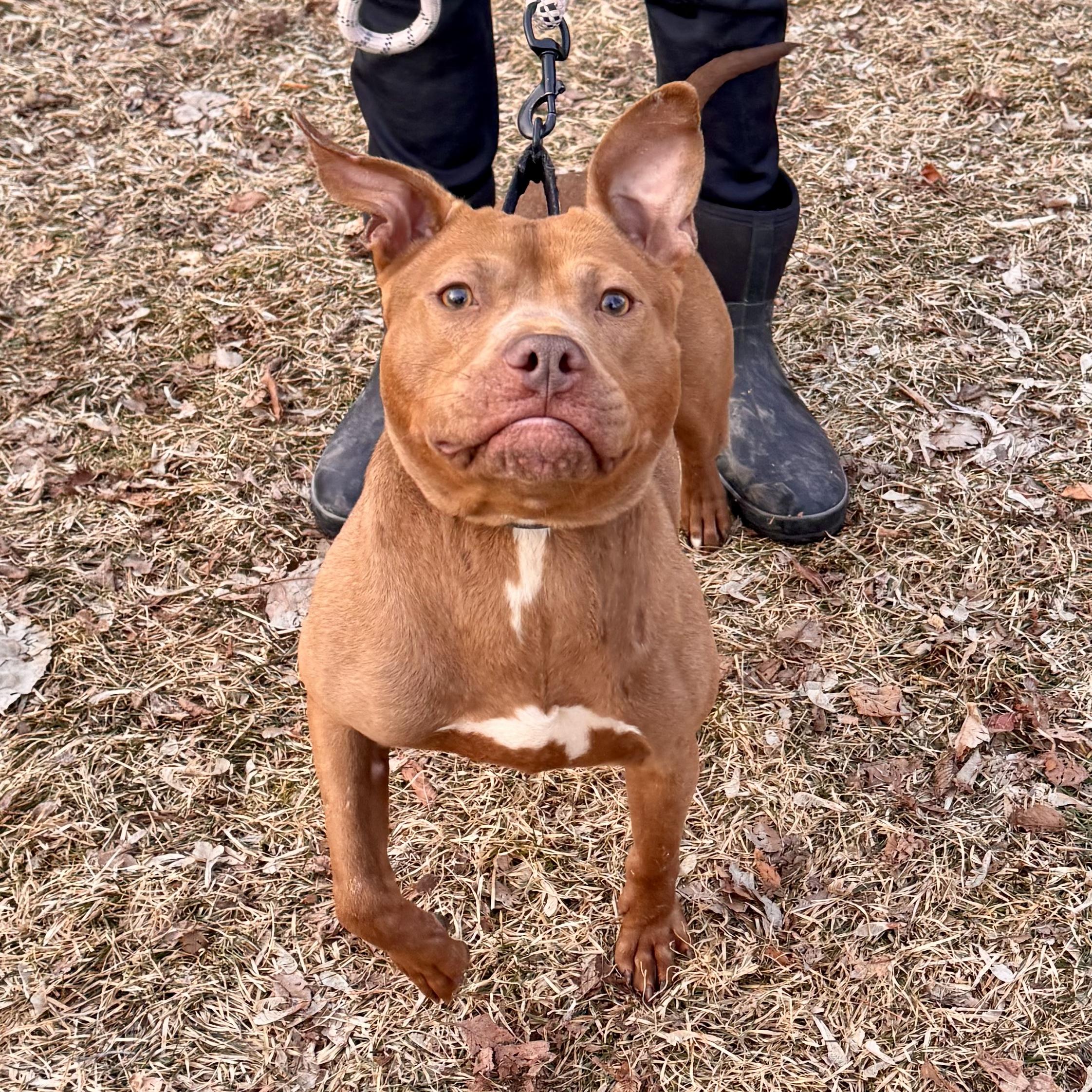 Enlarge Shug , a ADOPTABLE Mixed Breed in Midland, MI image 5/5