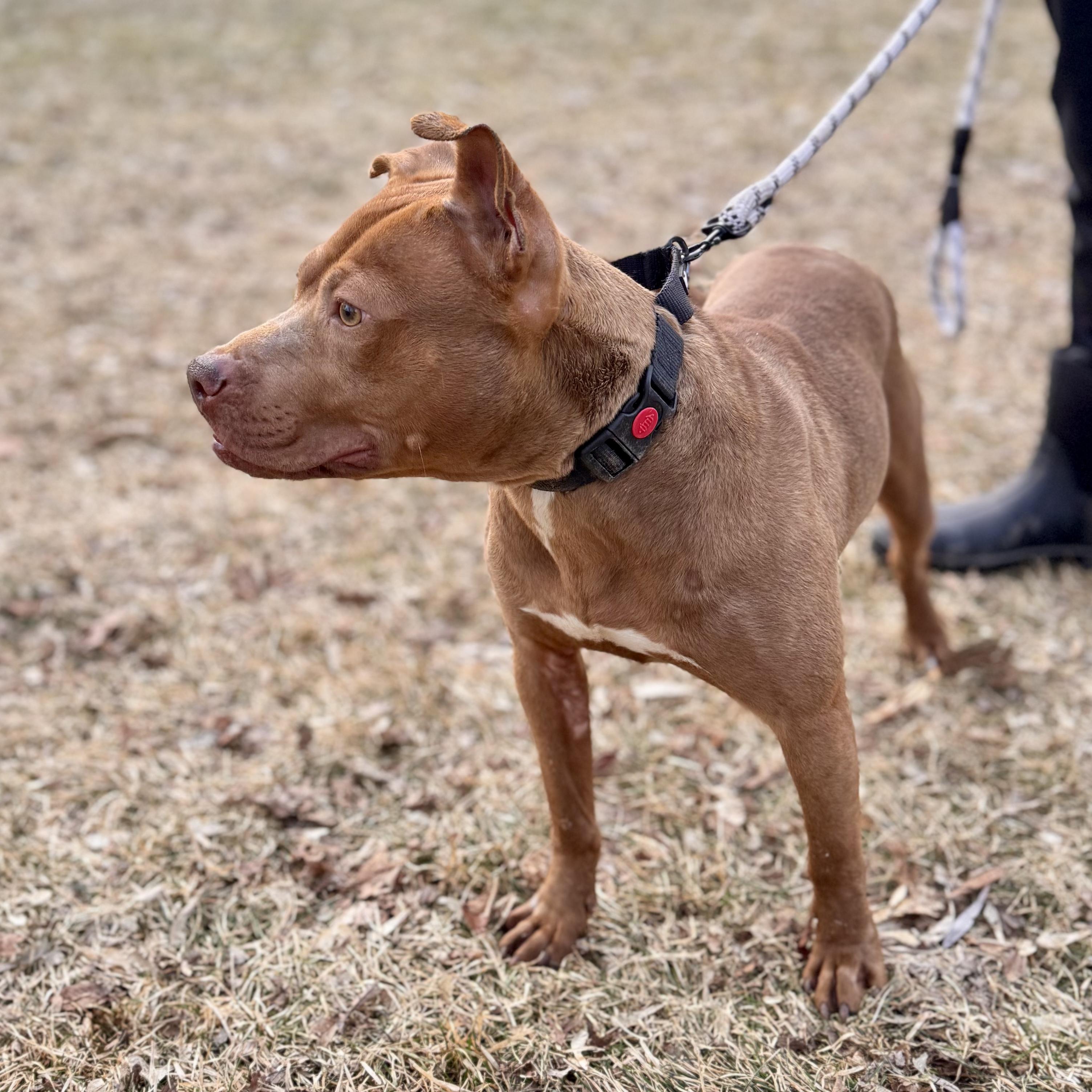 Enlarge Shug , a ADOPTABLE Mixed Breed in Midland, MI image 2/5