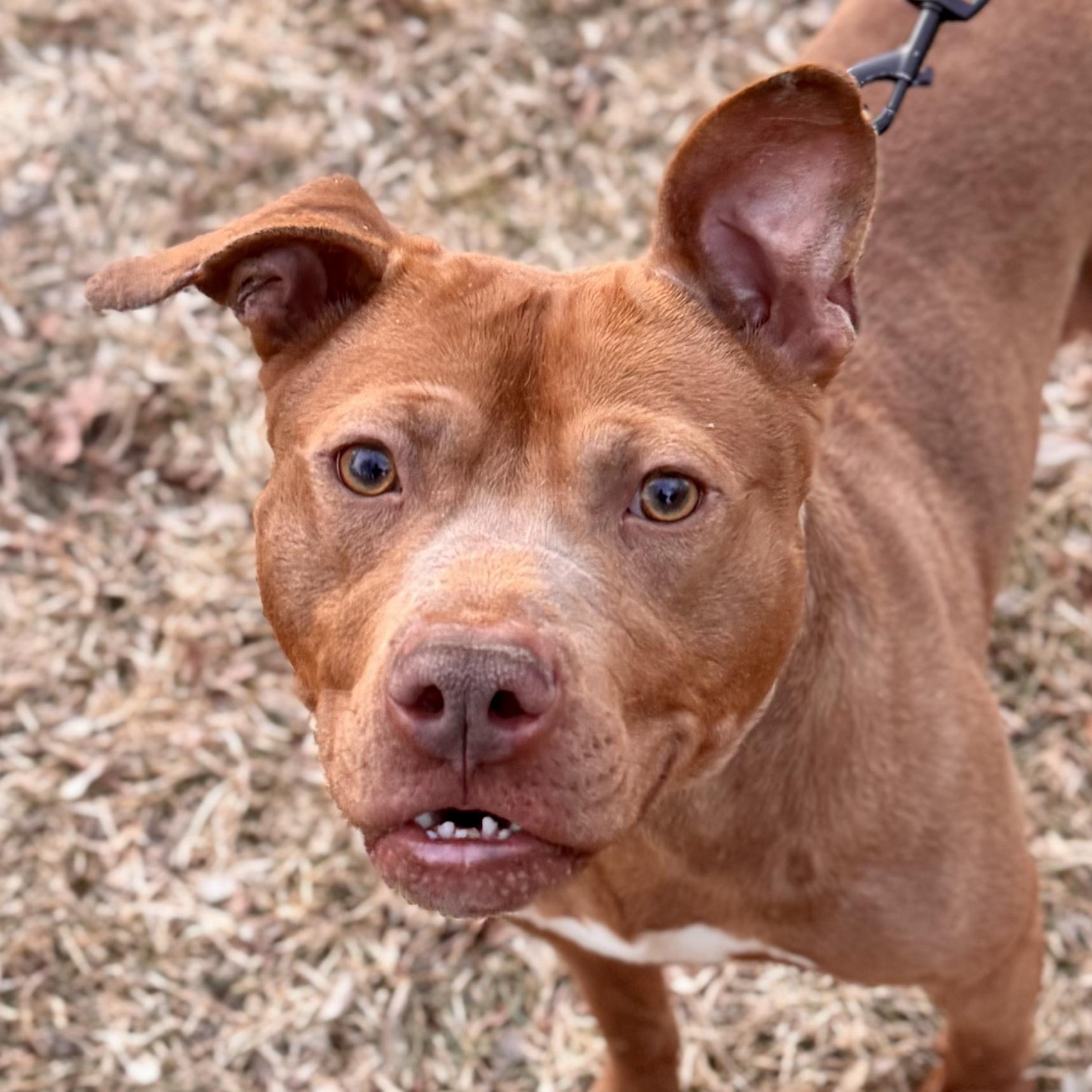 Shug , ADOPTABLE, Adult Male Mixed Breed.
