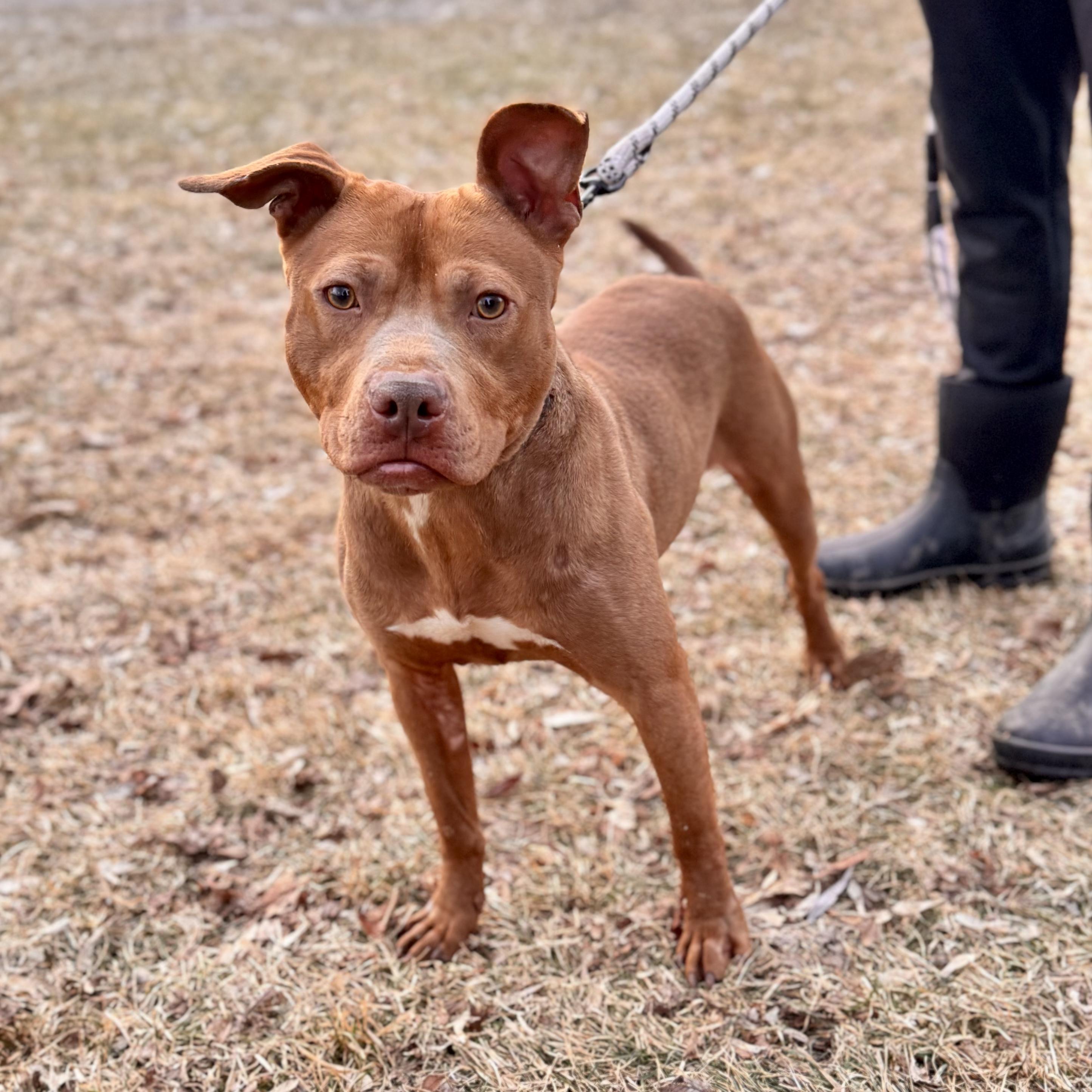 Enlarge Shug , a ADOPTABLE Mixed Breed in Midland, MI image 1/5