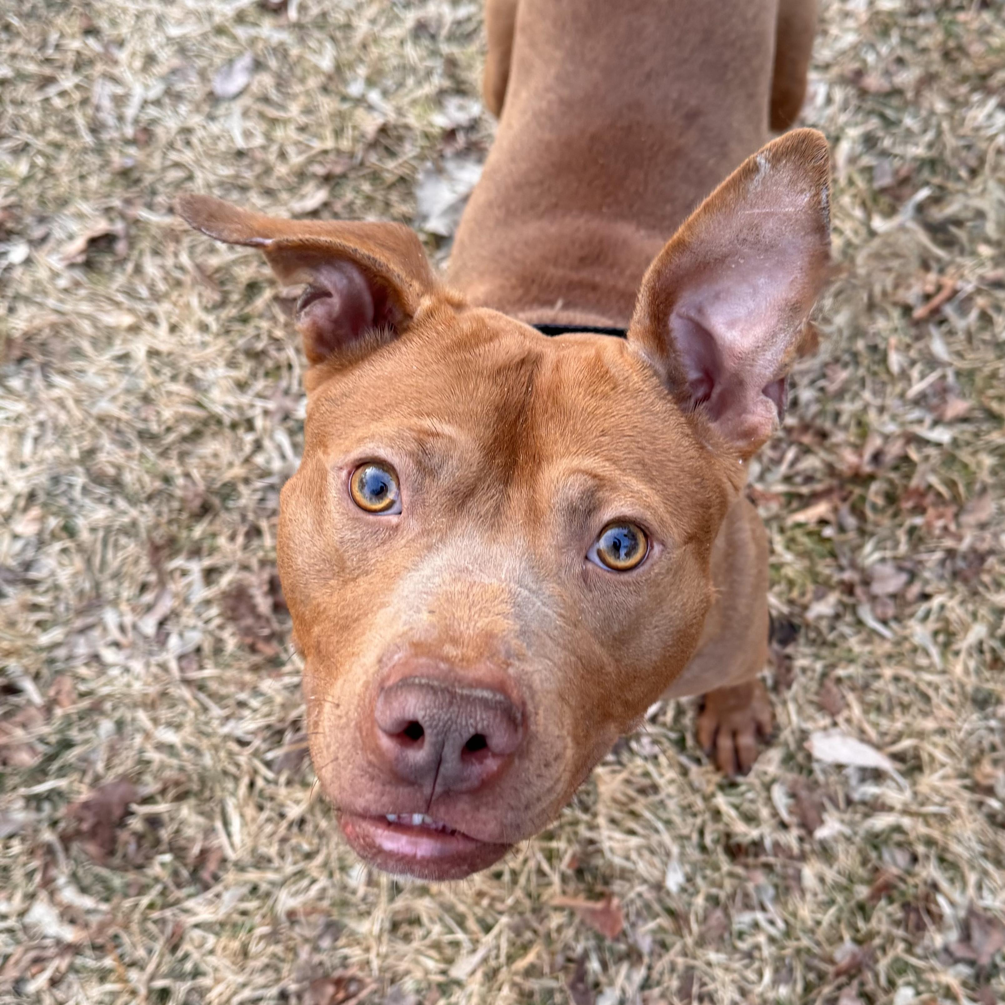 Enlarge Shug , a ADOPTABLE Mixed Breed in Midland, MI image 3/5