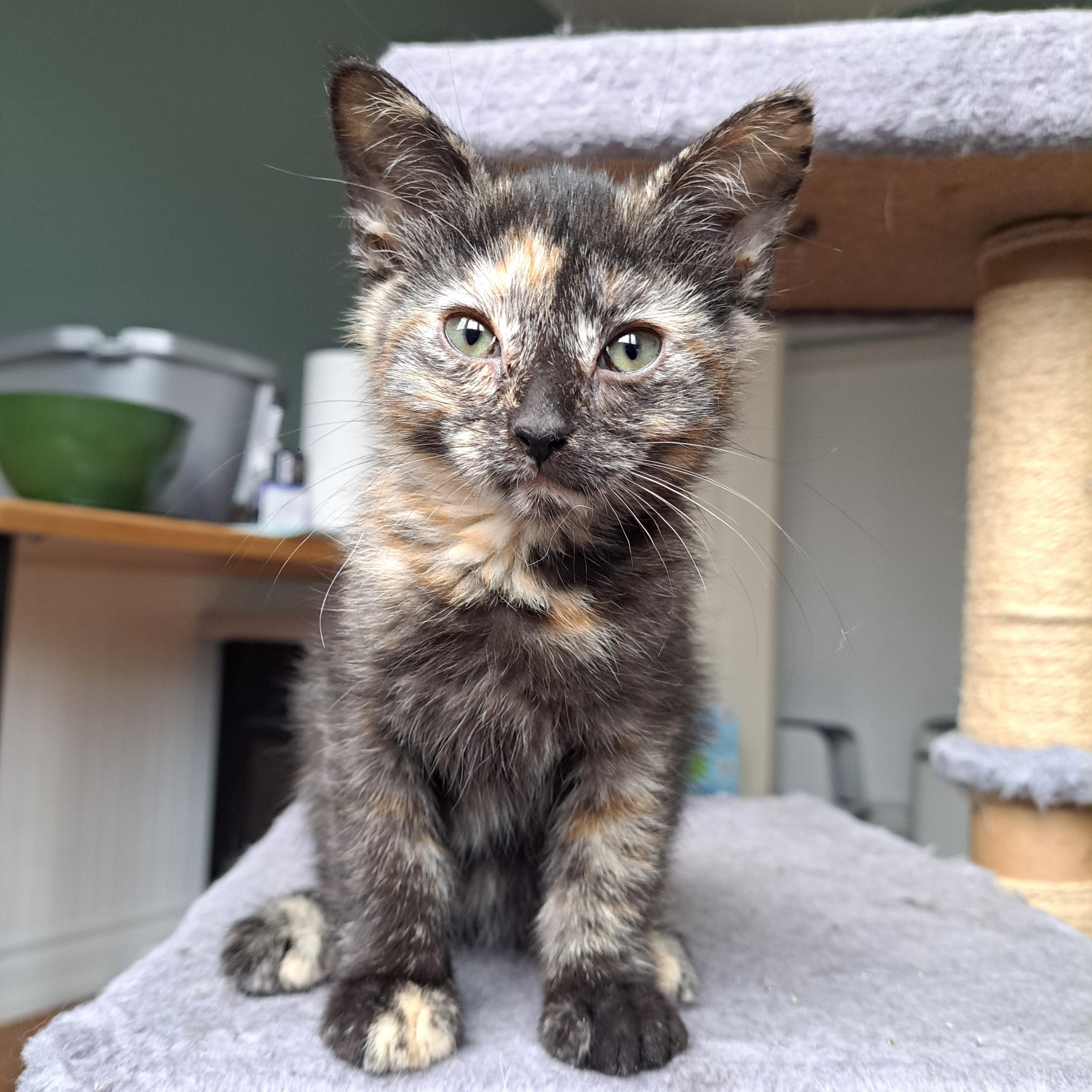 TABITA (FA/FF), an adopted Domestic Short Hair in Sainte-Angele-de-Monnoir, QC image 1/4