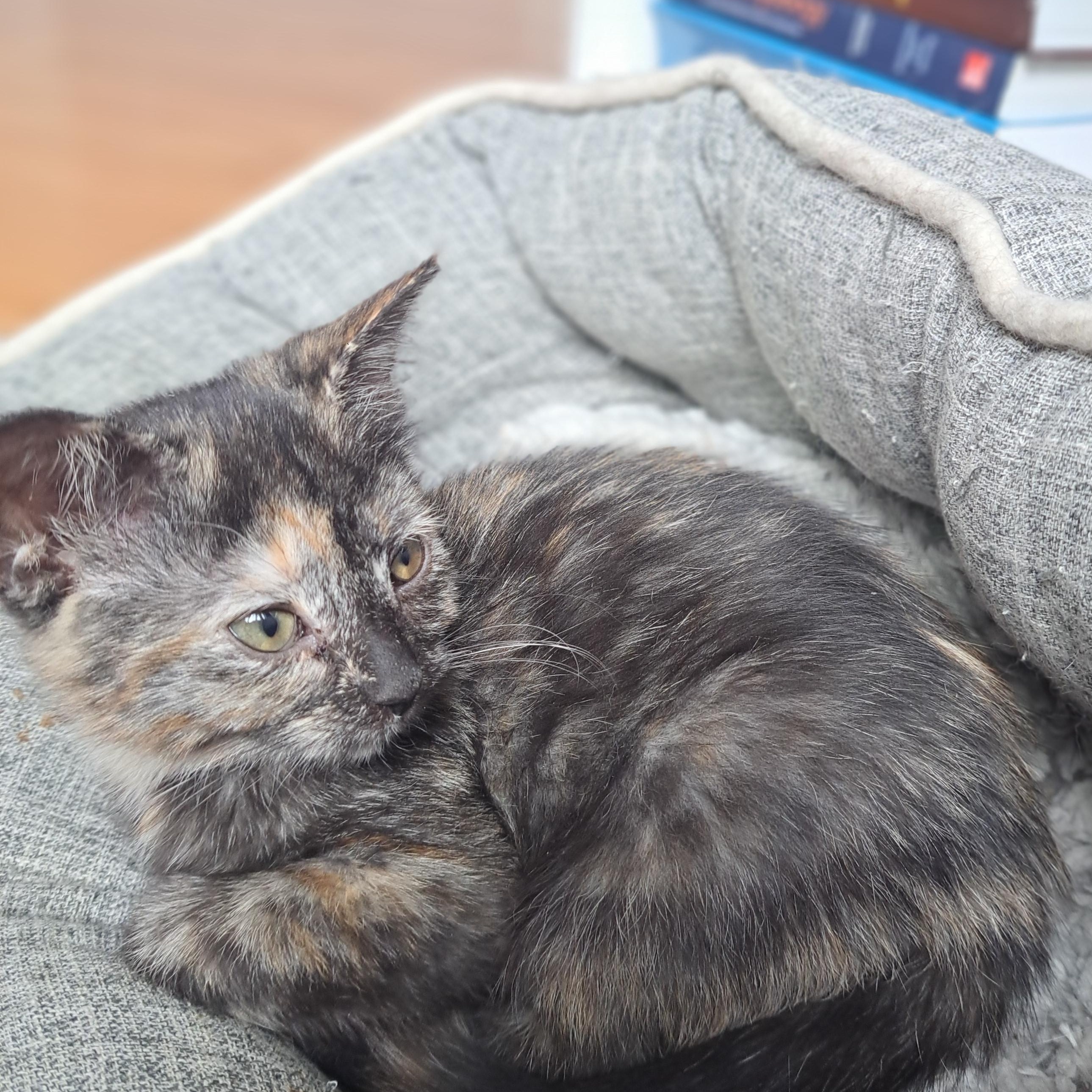 TABITA (FA/FF), an adopted Domestic Short Hair in Sainte-Angele-de-Monnoir, QC image 4/4