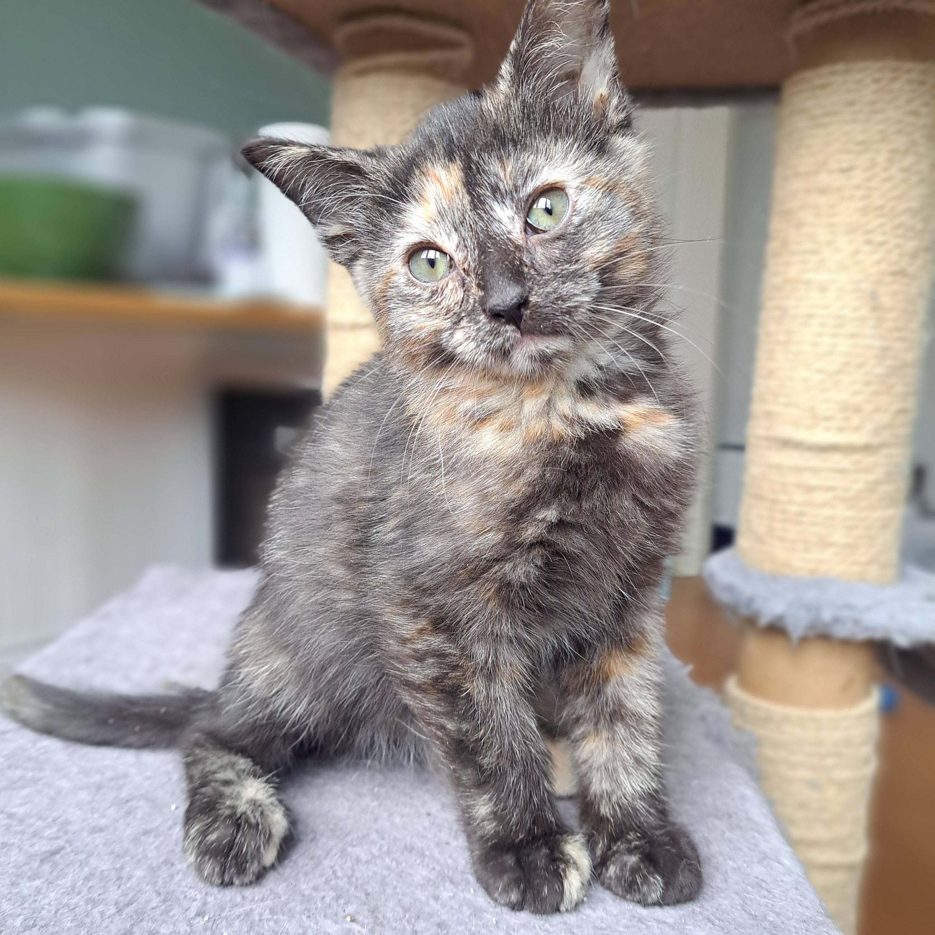 TABITA (FA/FF), an adopted Domestic Short Hair in Sainte-Angele-de-Monnoir, QC image 3/4