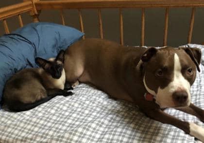 Dexter, Adoptable, Senior Male Terrier.