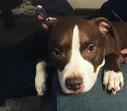 Dexter, Senior Male Terrier