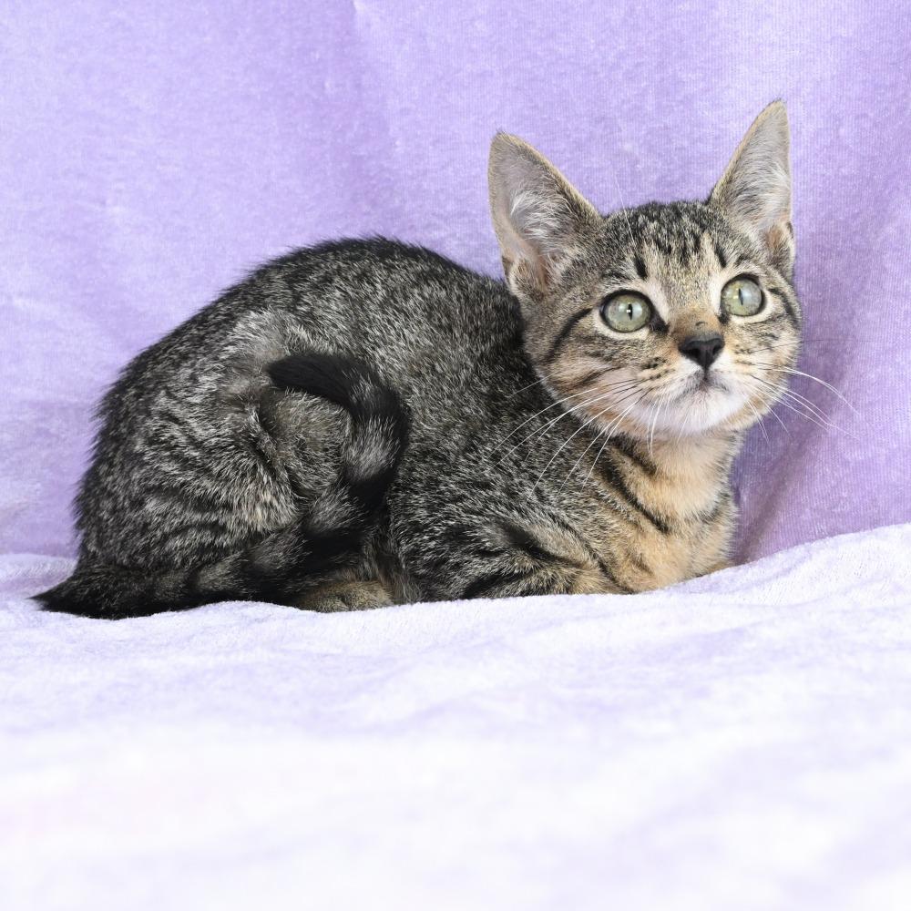 Billy Bob, Adoptable, Kitten Male Domestic Short Hair.