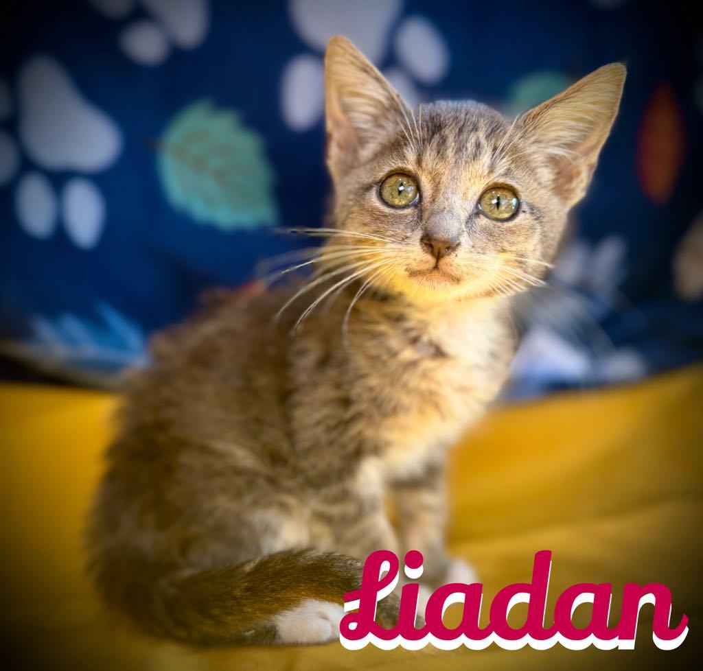 Liadan, Adoptable, Kitten Female Tabby & Domestic Short Hair.
