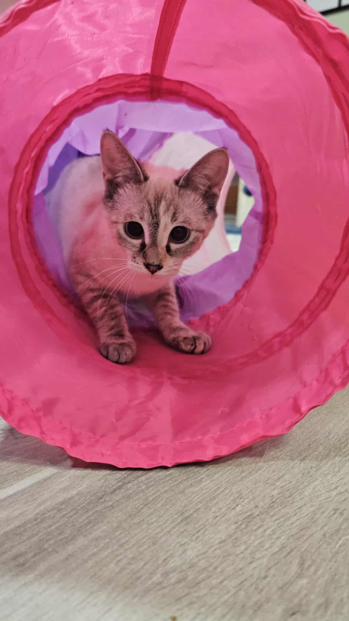 Enlarge Suspicious Minds, a Adoptable American Shorthair in Granite Shoals, TX image 1/1