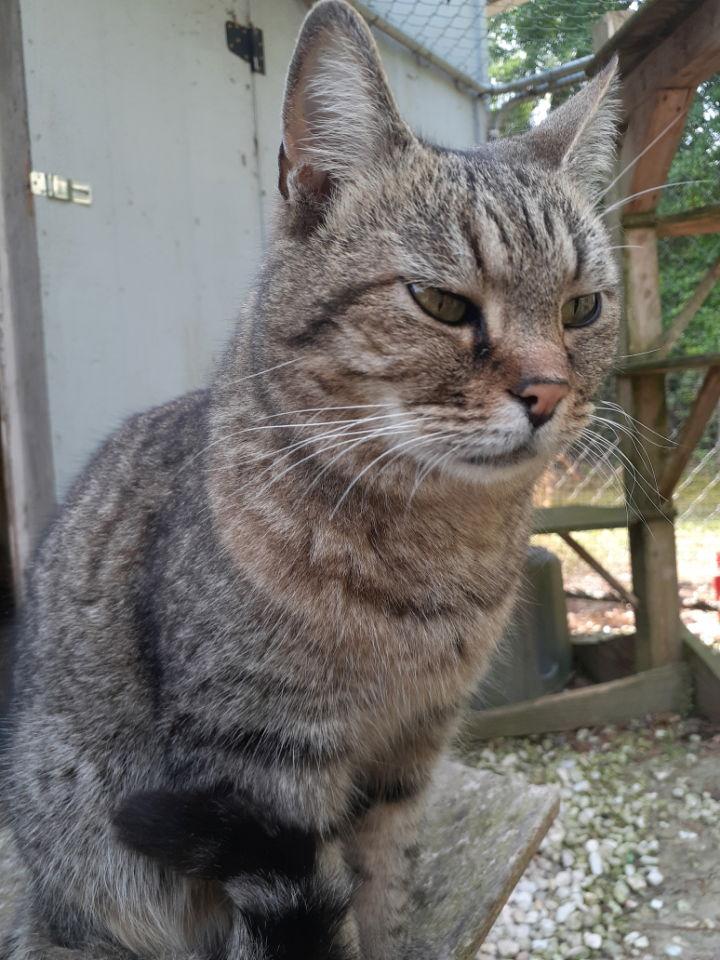 Little Guy, a Adoptable Domestic Short Hair in Camden, SC image 1/5