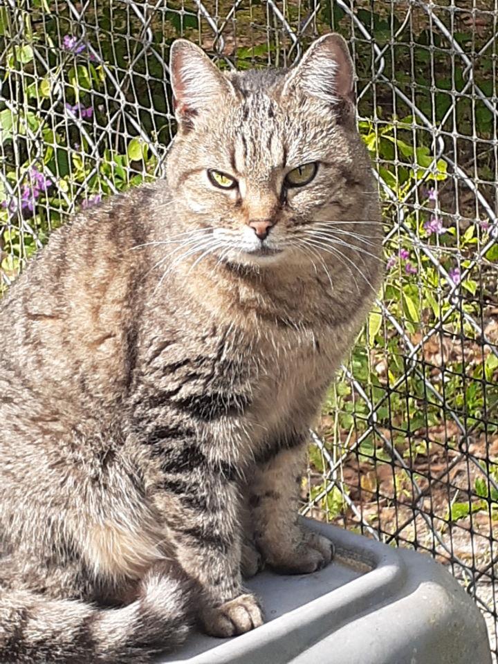 Little Guy, a Adoptable Domestic Short Hair in Camden, SC image 2/5