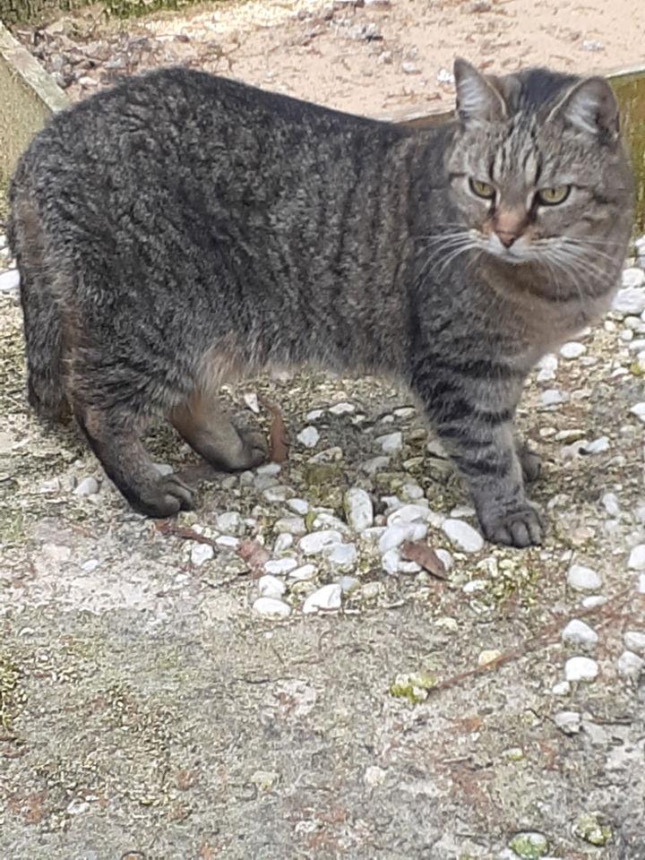 Little Guy, a Adoptable Domestic Short Hair in Camden, SC image 3/5