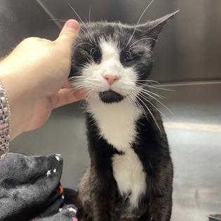 Lillianna, Adoptable, Adult Female Domestic Short Hair.