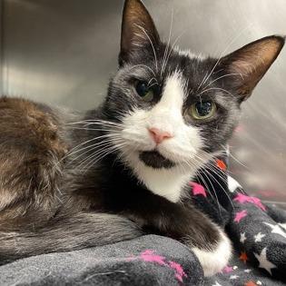 Lillianna, a Adoptable mixed breed in Newport, NC image 2/6