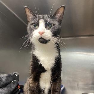 Lillianna, a Adoptable mixed breed in Newport, NC image 3/6