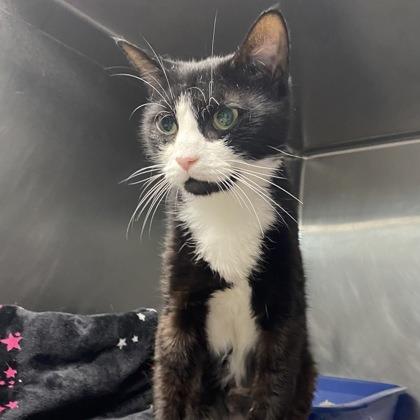 Lillianna, a Adoptable mixed breed in Newport, NC image 5/6