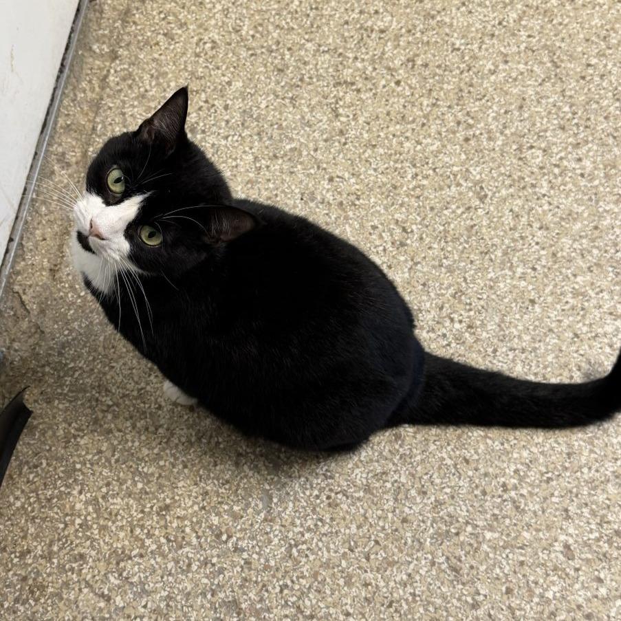 Lillianna, a Adoptable mixed breed in Newport, NC image 6/6